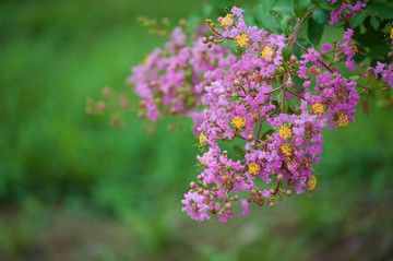 紫色丁香花