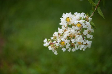 白色丁香花