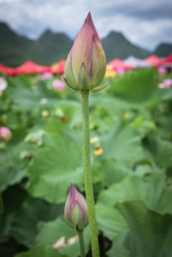 普者黑荷花池