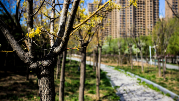 小树