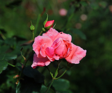 粉红色玫瑰花素材