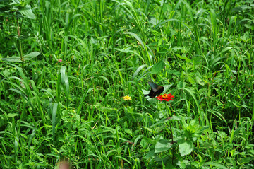 草坪蝴蝶图片