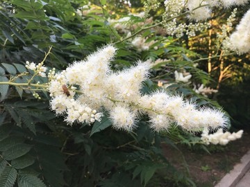 珍珠梅与蜜蜂