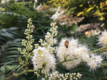 珍珠梅与蜜蜂