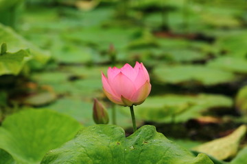 山东青岛市南中山公园荷花