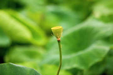 山东青岛市南中山公园荷花