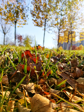 秋天飘满落叶的草坪