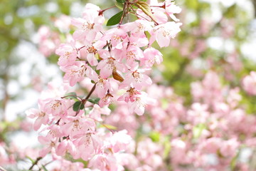 春光和粉红