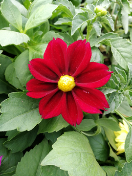 小丽花