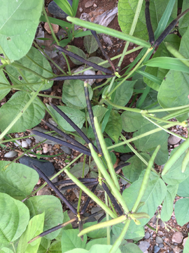 绿豆植物