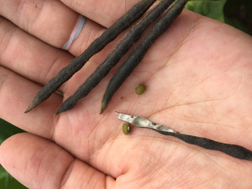 绿豆荚