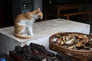 猫和咸鱼