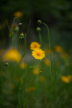黄花