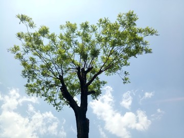 古槐树