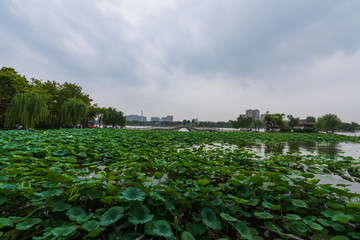 大明湖荷花