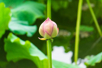 大明湖荷花