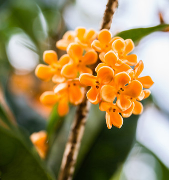 桂花