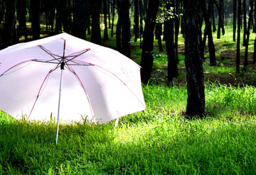 绿草上的一把伞