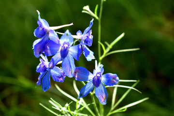 鸽子花