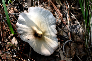 蘑菇真菌素材