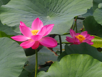 山东青岛市南中山公园荷花特写