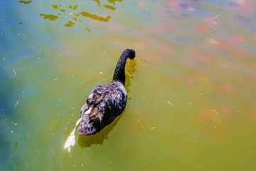 一只游水觅食的黑天鹅