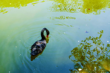 一只正在水中觅食的黑天鹅
