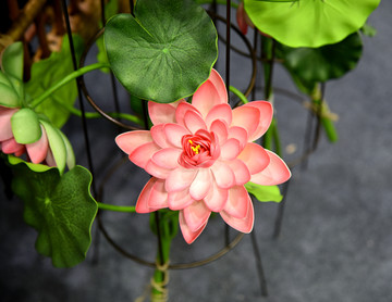 工艺荷花荷花图