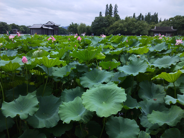 曲院风荷