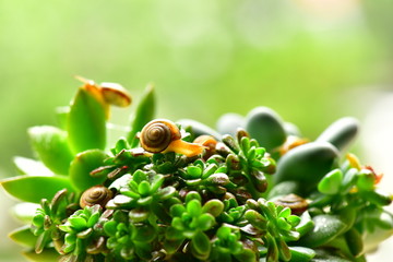 多肉植物与蜗牛