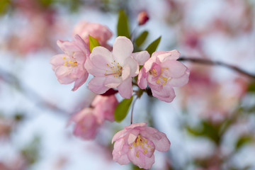 西府海棠花