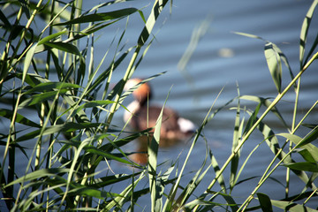 湿地鸟