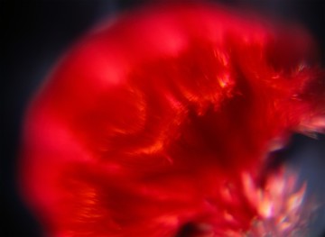 写真特写摄影