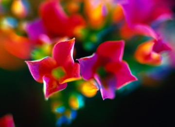 花卉花瓣炫彩