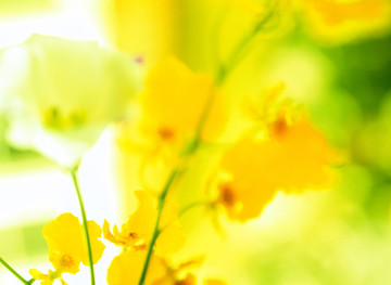 花卉黄色背景梦幻