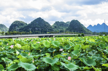 夏日荷塘