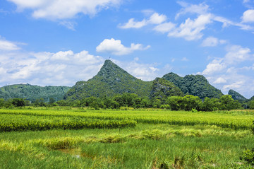 夏日田园