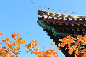 秋季的北京香山公园