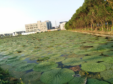 鸡来米