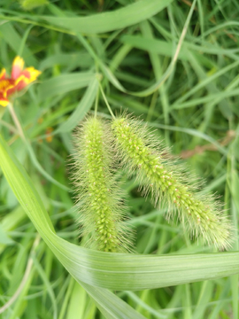 狗尾巴草