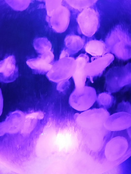 紫色水母群