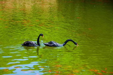 两只划水觅食的黑天鹅