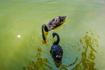 两只游水觅食的黑天鹅