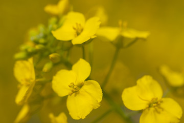 油菜花
