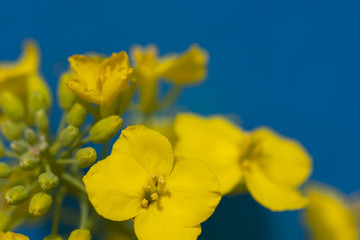 油菜花