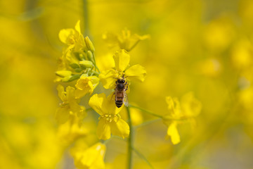 油菜花