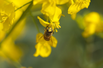 油菜花