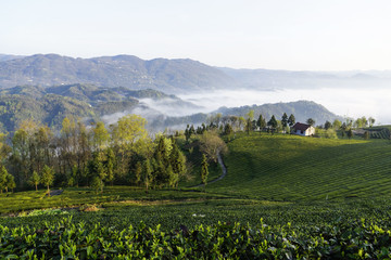 茶山