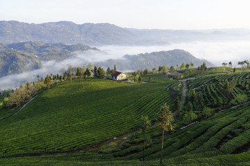茶山