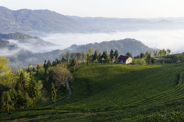 茶山